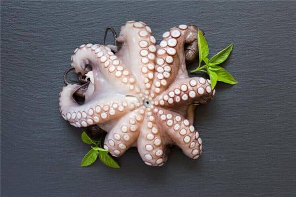 梦到八爪鱼 梦到八爪鱼