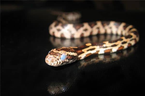 梦见很多蛇是什么意思 梦见很多蛇是什么意思