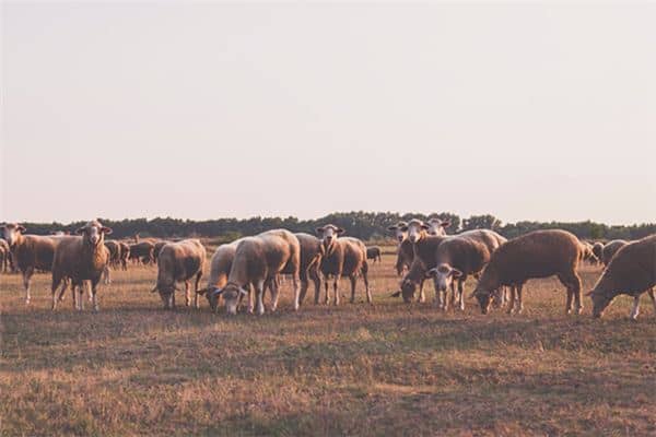 梦见牛羊是什么意思 梦见牛羊是什么意思