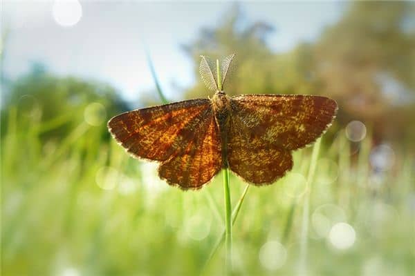 梦见灯蛾是什么意思 梦见灯蛾是什么意思