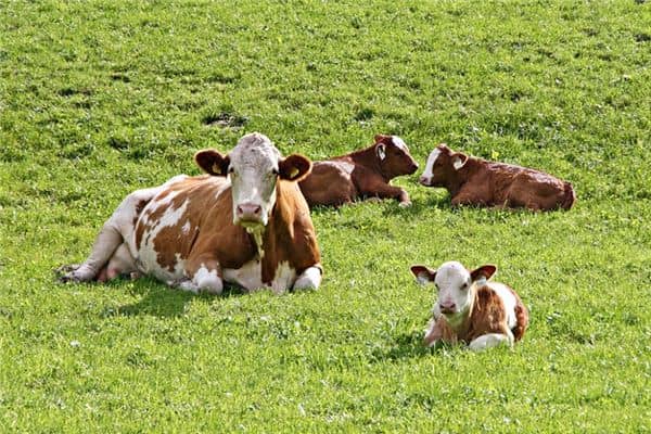 梦见牛犊是什么意思 梦见牛犊是什么意思