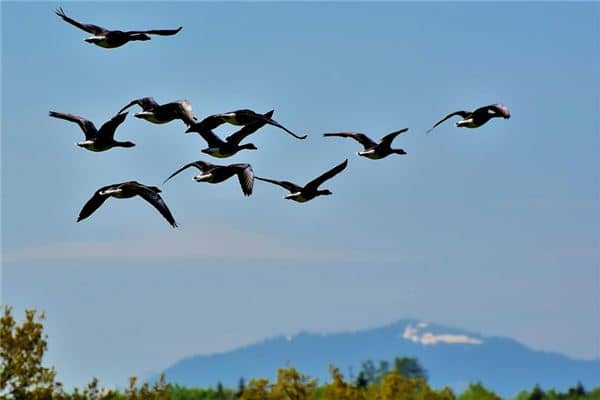 梦见鸿雁是什么意思 梦见鸿雁是什么意思