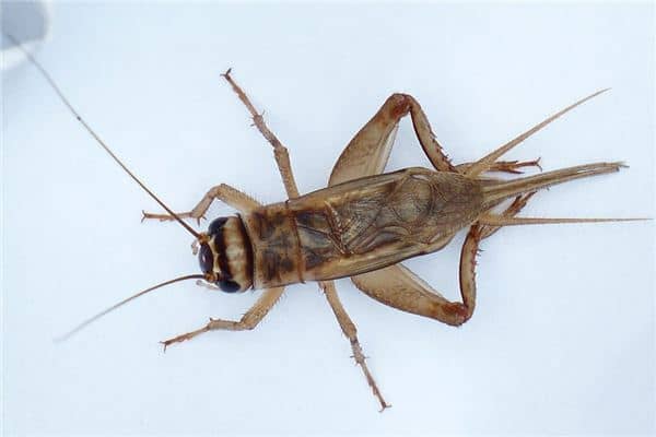 梦见蟋蟀是什么意思 梦见蟋蟀是什么意思