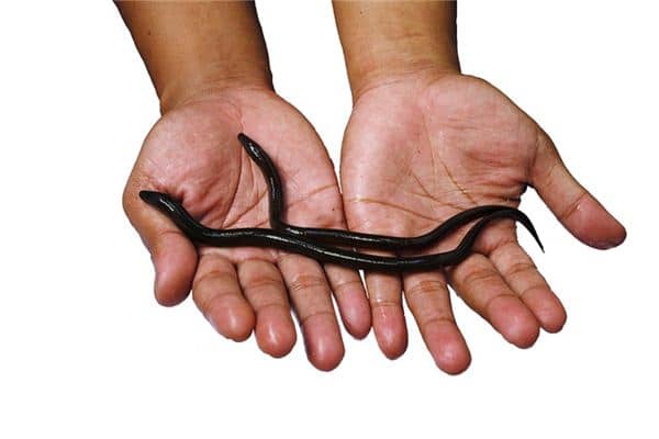 梦见黄鳝是什么意思 梦见黄鳝是什么意思