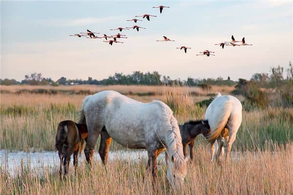 梦见母马是什么意思 梦见母马是什么意思