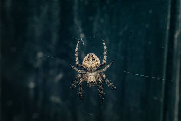 做梦梦到蜘蛛 做梦梦到蜘蛛