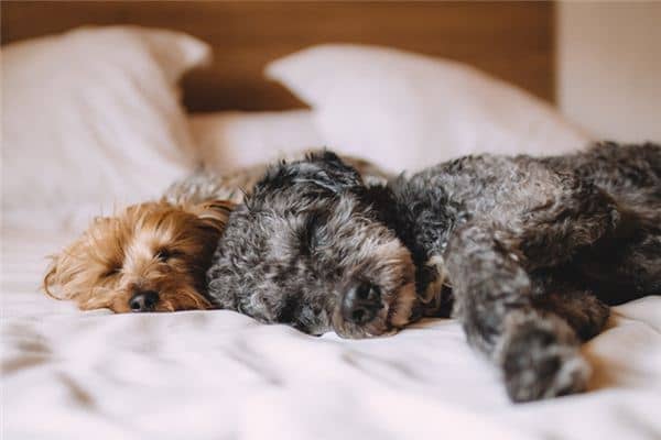 梦见狗交配是什么意思 梦见狗交配是什么意思