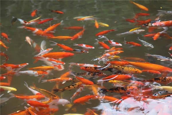 梦见喂鱼是什么意思 梦见喂鱼是什么意思