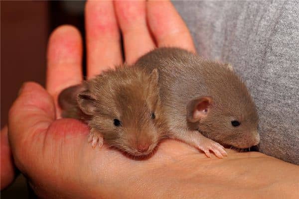 梦见抓老鼠是什么意思 梦见抓老鼠是什么意思