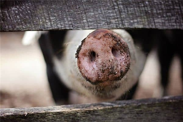 梦见猪嘴是什么意思 梦见猪嘴是什么意思