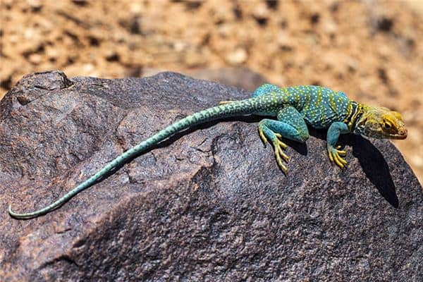 梦见爬行动物是什么意思 梦见爬行动物是什么意思