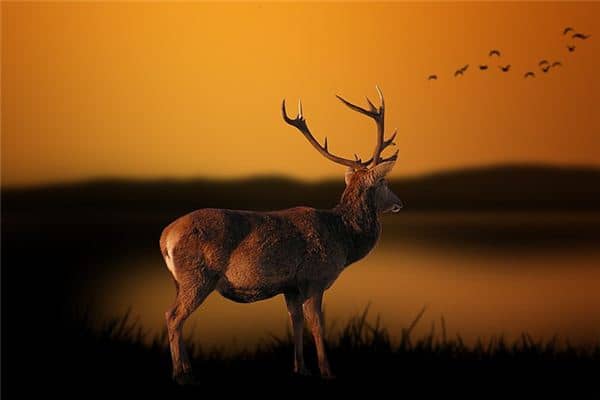 梦见獐是什么意思 梦见獐是什么意思