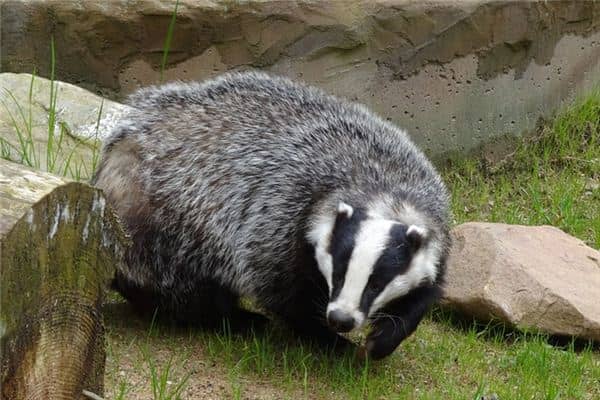梦见獾是什么意思 梦见獾是什么意思
