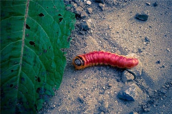 梦见红虫是什么意思 梦见红虫是什么意思