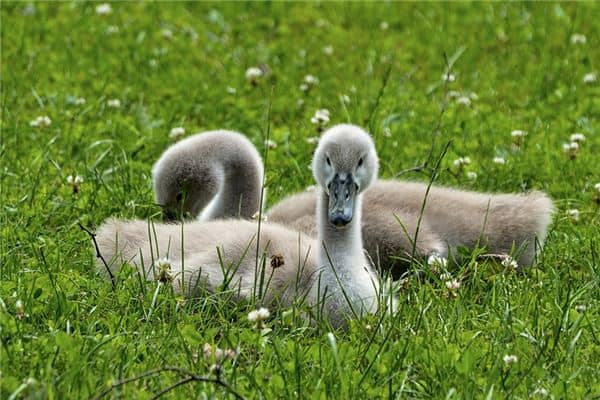 梦见家畜是什么意思 梦见家畜是什么意思