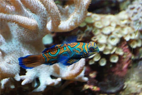 梦见桂鱼是什么意思 梦见桂鱼是什么意思