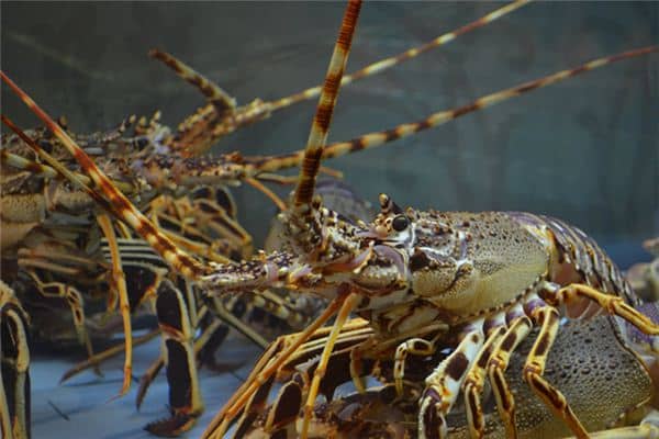 梦见龙虾 梦见龙虾