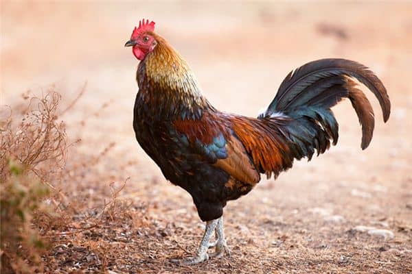 梦见被公鸡啄是什么意思 梦见被公鸡啄是什么意思