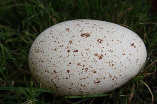 梦见鹅蛋是什么意思 梦见鹅蛋是什么意思