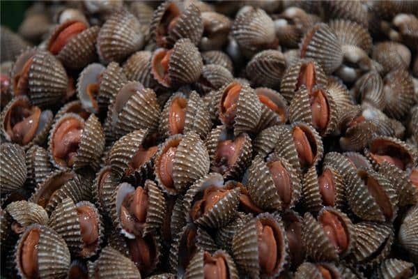 梦见蛤蚶是什么意思 梦见蛤蚶是什么意思