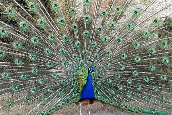 梦见孔雀开屏是什么预兆 梦见孔雀开屏是什么预兆
