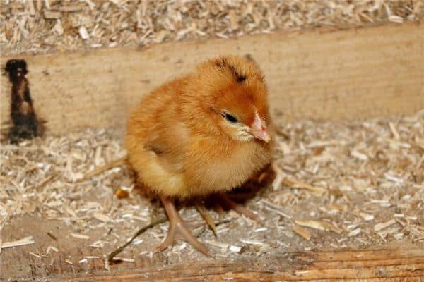 梦见雏鸡是什么意思 梦见雏鸡是什么意思