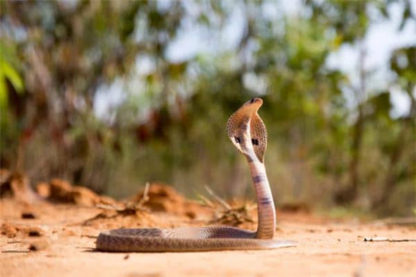 梦见眼镜蛇是什么意思 梦见眼镜蛇是什么意思
