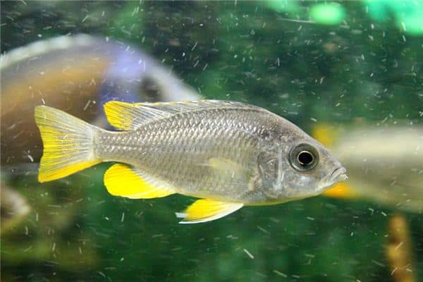 梦见活鱼是什么意思 梦见活鱼是什么意思