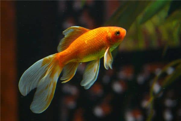 梦见捞起金鱼是什么意思 梦见捞起金鱼是什么意思