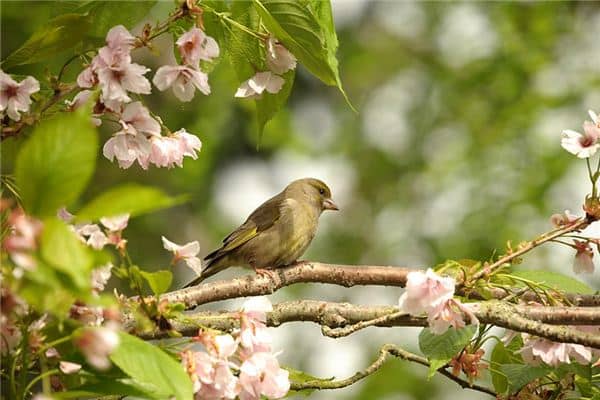 梦见黄雀是什么意思 梦见黄雀是什么意思