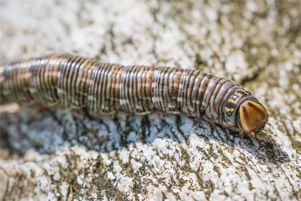 梦见豸是什么意思 梦见豸是什么意思