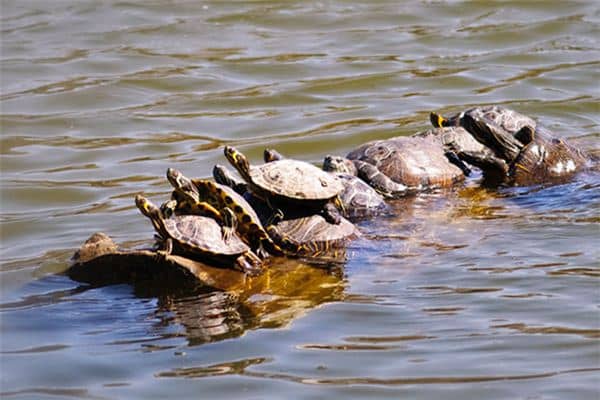 梦见王八是什么意思 梦见王八是什么意思