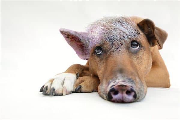 梦见狗猪是什么意思 梦见狗猪是什么意思