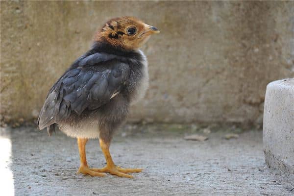 梦见山鸡是什么意思