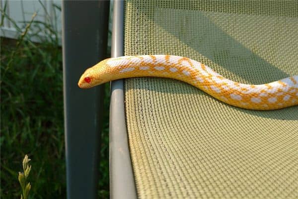 梦见金蛇是什么意思 梦见金蛇是什么意思