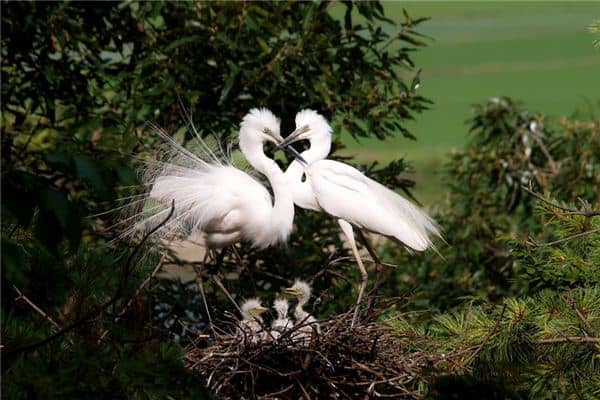 梦见白鹭是什么意思 梦见白鹭是什么意思