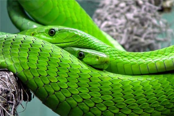 梦见蛇杀死人是什么意思 梦见蛇杀死人是什么意思