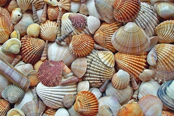 梦见海鲜贝壳是什么意思 梦见海鲜贝壳是什么意思