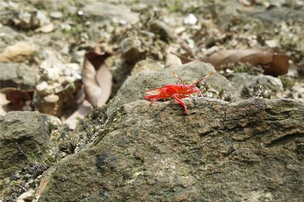 梦见害虫是什么意思 梦见害虫是什么意思