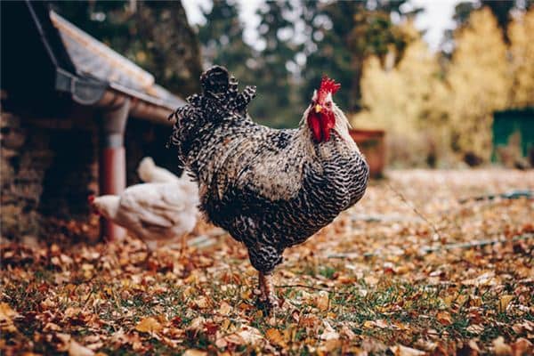 梦见锦鸡是什么意思 梦见锦鸡是什么意思