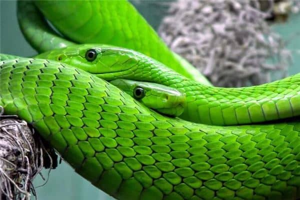 梦到两条蛇 梦到两条蛇