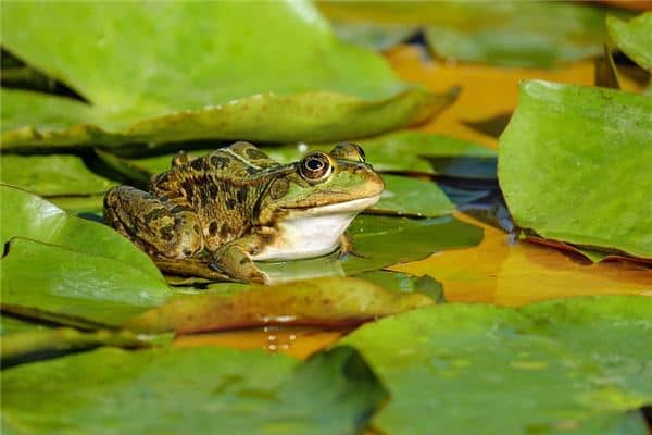 梦见蛙叫声是什么意思 梦见蛙叫声是什么意思