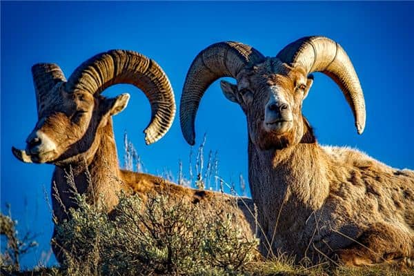 梦见公羊是什么意思 梦见公羊是什么意思