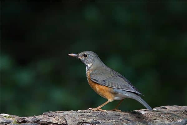 梦见画眉是什么意思 梦见画眉是什么意思