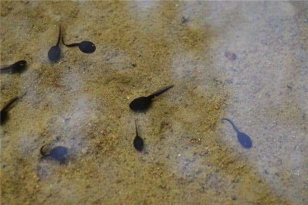 梦见蝌蚪是什么意思 梦见蝌蚪是什么意思