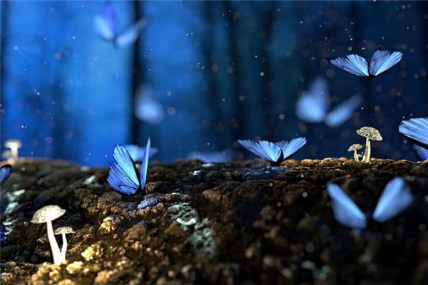 梦见飞娥是什么意思 梦见飞娥是什么意思