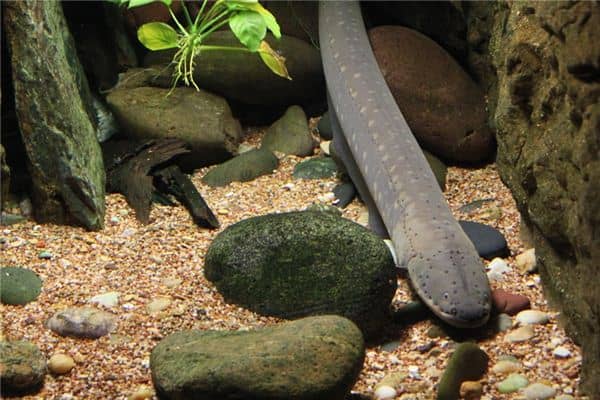 梦见鳗鱼是什么意思 梦见鳗鱼是什么意思