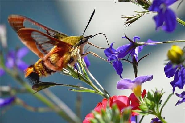 梦见飞娥 蚕娥 梦见飞娥 蚕娥