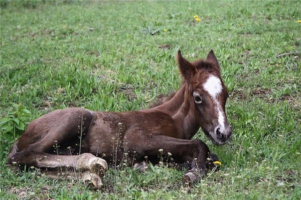 梦见小马驹是什么意思 梦见小马驹是什么意思