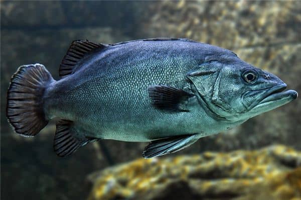 梦见黑鱼是什么意思 梦见黑鱼是什么意思